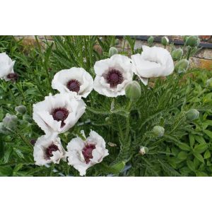 Papaver orientale Perrys White - Keleti mák