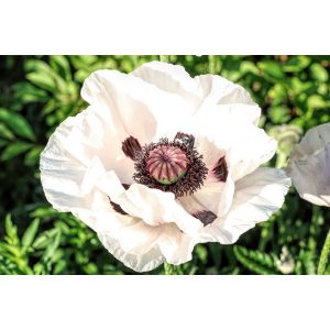 Papaver orientale Royal Wedding - Keleti mák