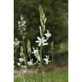 Tölcsérliliom (Paradisea)