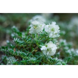 Paronychia kapela Serphyllifolia - Kereklevelű ezüstvirág