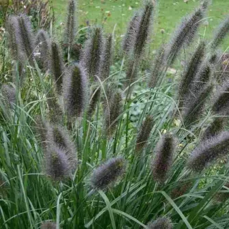 Tollborzfű (Pennisetum)