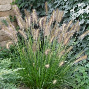 Pennisetum alopecuroides Compressum - Évelő tollborzfű