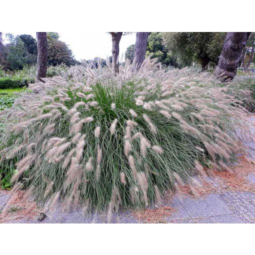 Pennisetum alopecuroides Hameln - Évelő tollborzfű