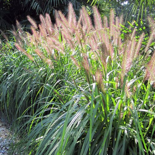 Pennisetum alopecuroides Japonicum - Évelő tollborzfű