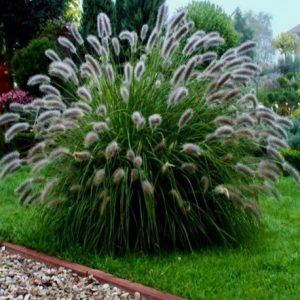 Pennisetum alopecuroides Lady U - Évelő tollborzfű