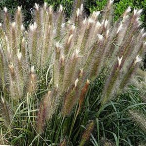 Pennisetum alopecuroides Magic - Évelő tollborzfű