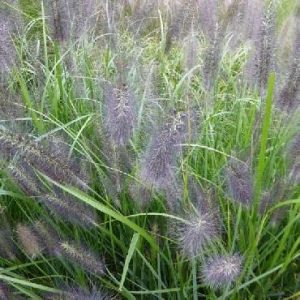   Pennisetum alopecuroides National Arboretum - Évelő tollborzfű