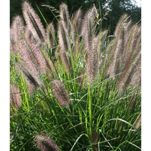 Pennisetum alopecuroides Peppa Pig - Évelő tollborzfű