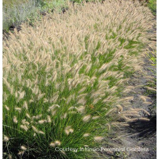 Pennisetum alopecuroides Piglet - Évelő tollborzfű