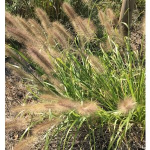 Pennisetum alopecuroides Reborn - Évelő tollborzfű