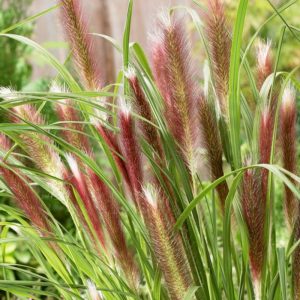 Pennisetum alopecuroides Red Head - Évelő tollborzfű