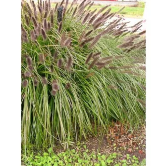 Tollborzfű (Pennisetum)
