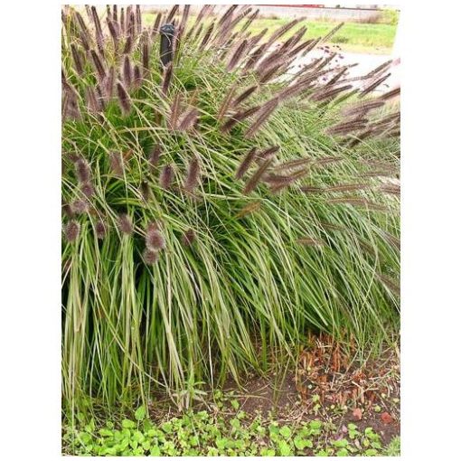 Pennisetum alopecuroides Viridescens - Évelő tollborzfű