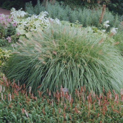 Pennisetum alopecuroides Weserbergland - Évelő tollborzfű