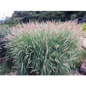 Pennisetum incomptum - Tollborzfű