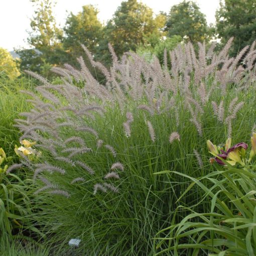 Pennisetum orientale Karley Rose - Keleti tollborzfű