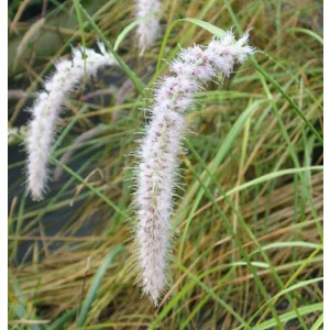 Pennisetum orientale Tall Tails - Keleti tollborzfű
