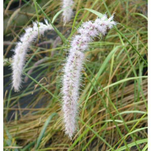 Pennisetum orientale Tall Tails - Keleti tollborzfű