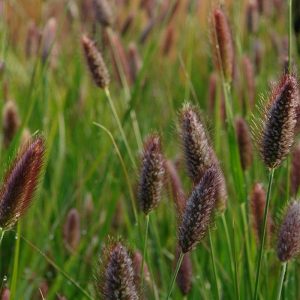 Pennisetum thunbergii - Tollborzfű