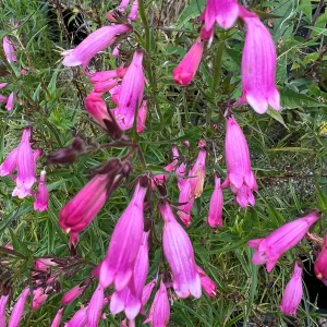 Penstemon Evelyn - Bugatölcsér