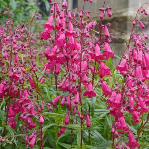 Penstemon Garnet - Bugatölcsér