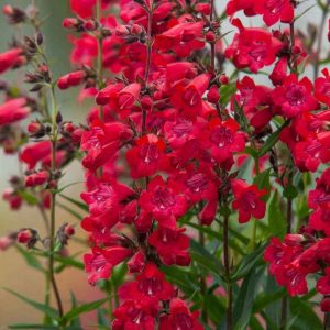 Penstemon Harlequin Red - Bugatölcsér