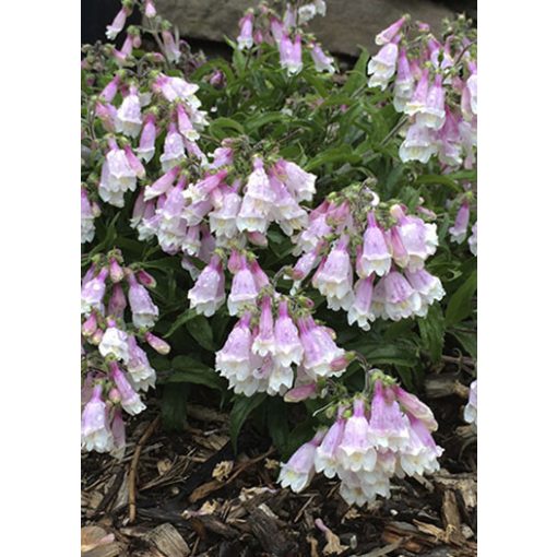 Penstemon hirsutus Pygmaeus - Bugatölcsér