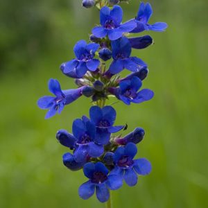 Penstemon mensarum - Bugatölcsér