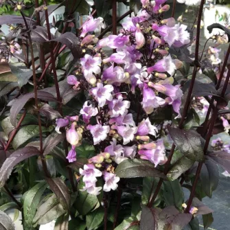 Bugatölcsér (Penstemon)