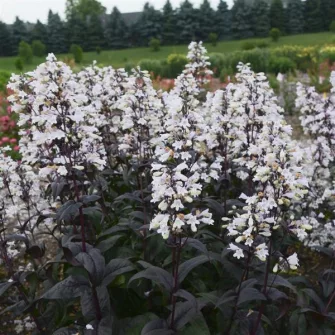 Bugatölcsér (Penstemon)