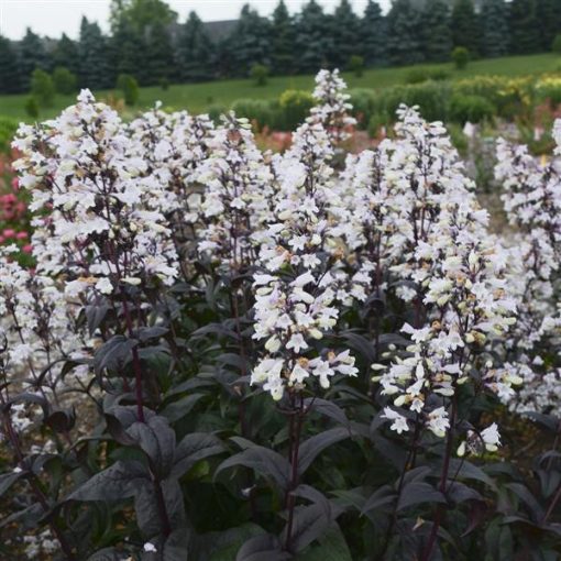 Penstemon Onyx and Pearls - Bugatölcsér