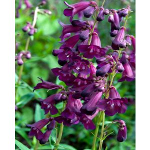 Penstemon Raven - Bugatölcsér