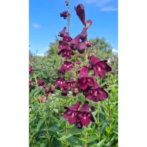 Penstemon Raven - Bugatölcsér