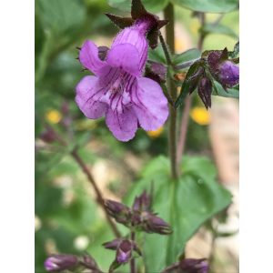 Penstemon smallii - Bugatölcsér