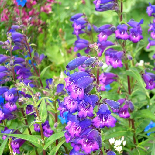 Penstemon Sour Grapes - Bugatölcsér