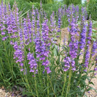 Bugatölcsér (Penstemon)
