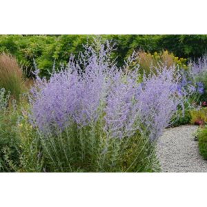 Perovskia atriplicifolia Blue Spire - Sudárzsálya