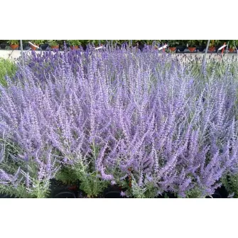 Sudárzsálya (Perovskia)