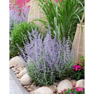 Perovskia atriplicifolia Prime Time - Sudárzsálya