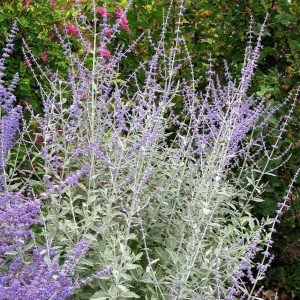 Perovskia atriplicifolia Silvery Blue - Sudárzsálya