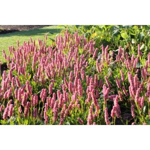 Persicaria affinis Donald Lowndes - Örökzöld keserűfű