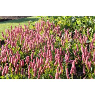Keserűfű (Persicaria)