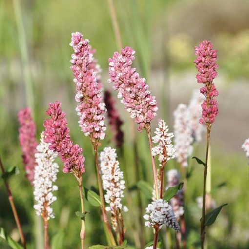 Persicaria affinis - Örökzöld keserűfű