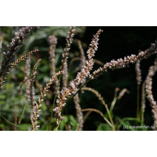 Persicaria amplexicaulis Fat White - Keserűfű