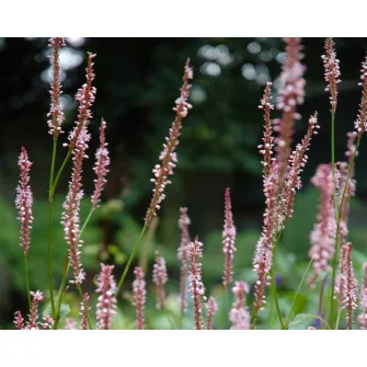 Keserűfű (Persicaria)