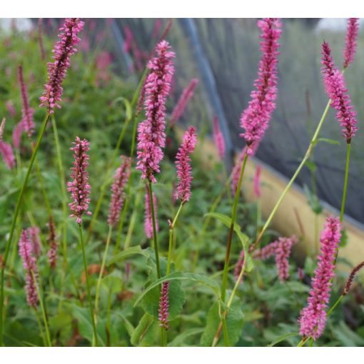 Persicaria amplexicaulis Jonas - Keserűfű