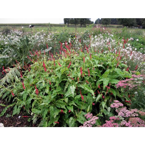 Persicaria amplexicaulis Spotted Eastfield - Keserűfű