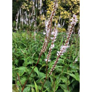 Persicaria amplexicaulis Alba - Keserűfű