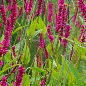 Persicaria amplexicaulis Amethyst - Keserűfű