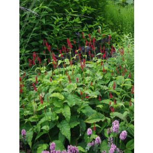 Persicaria amplexicaulis Annas Choice - Keserűfű